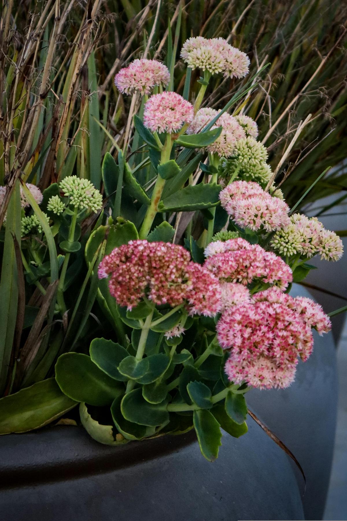 Bütün yaz çiçek açmaları için mezarlığa hangi çiçekler dikilmeli / fotoğraf pexels.com