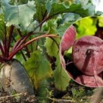 2025’te pancar ne zaman hasat edilmeli: olgun bir sebzenin iki