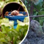 Ağustos ayında basit bir eylem: Bir bahçıvan pancarın nasıl tatlı