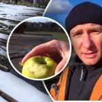 Bahçe komşununkinden önce "uyanacak": bahçıvandan kışın beslenmenin sırrı Bahçe komşununkinden önce “uyanacak”: bahçıvandan kışın beslenmenin sırrı