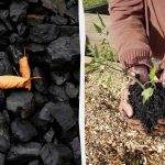 Bahçede Kömürü Kullanmanın 4 Şaşırtıcı Yolu Bahçede Kömürü Kullanmanın 4 Şaşırtıcı Yolu
