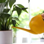 Barış zambağı sararmayı bırakıp sadece birkaç saat içinde canlanacak: kanıtlanmış