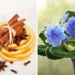 Bir “çubuk” çiçek açması bile nasıl yapılır: kanıtlanmış üç bileşenli