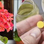 Bir kuruşa mal oluyor: Farmasötik ürün tüm sararmış ve kurumuş