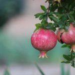 Bir odada hangi meyve ağaçları yetiştirilebilir: bahçıvanlar 9 seçenek olarak