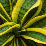 Bitkiyi kaybetmemek için kışın sansevieria nasıl sulanır: altın kural Bitkiyi kaybetmemek için kışın sansevieria nasıl sulanır: altın kural