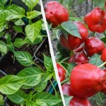 Bu 7 bitkinin fidesi şu anda ekiliyor: bunu Ocak ayı