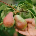 Büyük bir hasat elde etmek için bir armut nasıl düzgün