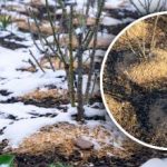 Çoğu insanın yaptığı hata budur: Kışın malç bahçeyi mahvedebilir