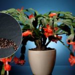 Decembrist kahvesi nasıl beslenir: doğal gübre Noel'de bir mucize yaratacak Decembrist kahvesi nasıl beslenir: doğal gübre Noel’de bir mucize yaratacak