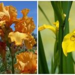 Doğa herkesi şaşırttı: kışın ortasında beklenmedik bir şekilde açan bir yaz çiçeği Doğa herkesi şaşırttı: kışın ortasında beklenmedik bir şekilde açan bir