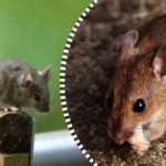 Fareler ve fareler onlara tek bir ürün bırakırsanız kaçıp sonsuza