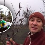 Gecikmeyin: Bir uzman, kış budamasının bahar budamasından daha etkili olduğunu