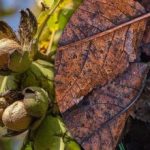Gübre veya zarar: sonbaharda düşen ceviz yapraklarıyla ne yapılmalı
