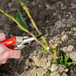 Hangi bitkiler daima Aralık ayında budanmalıdır: 10 numaralı bahçıvan Hangi bitkiler daima Aralık ayında budanmalıdır: 10 numaralı bahçıvan