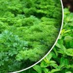 Hasat bir ay içinde verilecek: Eylül ayında ne ekilebilir veya ekilebilir Hasat bir ay içinde verilecek: Eylül ayında ne ekilebilir veya