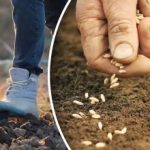 Hasat sizi yarı yolda bırakmayacak: Bahçıvan kıştan önce havuç dikmek