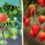 Herhangi bir zamanda bahçe olmadan taze çilek nasıl elde edilir:
