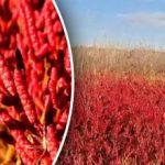 Hollanda’daki restoranlarda servis edilen Odessa yakınlarında eşsiz bir bitki bulundu.