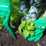 İlkbaharda çilek kovaları toplamak için sonbaharda çilek ne zaman ekilir: