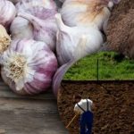 Kış sarımsakları bundan hoşlanmaz: Bir bahçıvan, kış için ideal bir