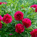 Kışın şakayık bakımı nasıl yapılır: bahçıvanlar sırlarını açıkladı