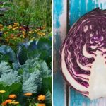 Neden bahçede lahana soluyor: her şey komşularıyla ilgili