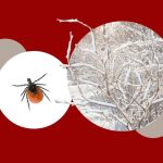 Neden bu kadar çok kene var: Bir bulaşıcı hastalık uzmanı