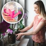 Orkidelerin daha uzun süre çiçek açması için uygun şekilde sulanması: