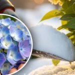 Ortanca "affetmeyecek": hangi kış manipülasyonu tomurcukları "öldürebilir" Ortanca “affetmeyecek”: hangi kış manipülasyonu tomurcukları “öldürebilir”