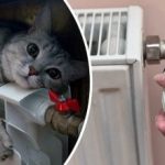 Radyatörler ve prizler olmadan: Akıllıca bir numara tüm evi gerçekten ısıtacak Radyatörler ve prizler olmadan: Akıllıca bir numara tüm evi gerçekten