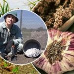 Sarımsak hızla büyüyecek: sonbaharda yataklar nasıl hazırlanır Sarımsak hızla büyüyecek: sonbaharda yataklar nasıl hazırlanır