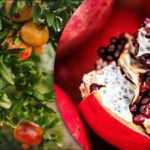 Sıradan bir pencere kenarında “tanrıların meyvesi” nasıl yetiştirilir: adım adım