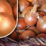 Soğanların yaza kadar filizlenmemesi için nasıl korunur: Bir bahçıvan basit