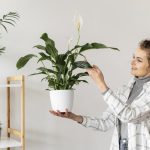 Spathiphyllum yıllarca çiçek açacak ve büyüyecek: nasıl ve ne zaman