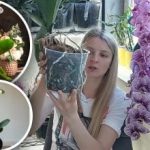 Tüm saksılar uygun değildir: Bir uzman orkideleri nereye dikmemeniz gerektiğini