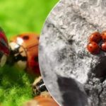 Uçaklardan getirildi ve düşürüldü: Çekirgelerin ardından Ukrayna yeni bir haşerenin