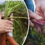 Uygun günler: 2025 ay takvimine göre havuç ve pancar ne