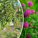 Ve bir hava tahminine ihtiyacınız yok: Hangi bitkiler yağmurun habercisidir?