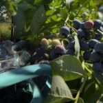 Yaban mersini her türlü dona dayanabilir: bahçıvan sonbahar bakımının ana sırlarını açıkladı Yaban mersini her türlü dona dayanabilir: bahçıvan sonbahar bakımının ana