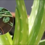 Aloe çürümeye başlarsa ne yapılmalı: Ölmekte olan bir bitkiyi kurtarmak için basit adımlar Aloe çürümeye başlarsa ne yapılmalı: Ölmekte olan bir bitkiyi kurtarmak