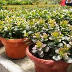 Para ağacı neden ölüyor: bahçıvanlar bitkinin bakımında hataları ortaya çıkardı